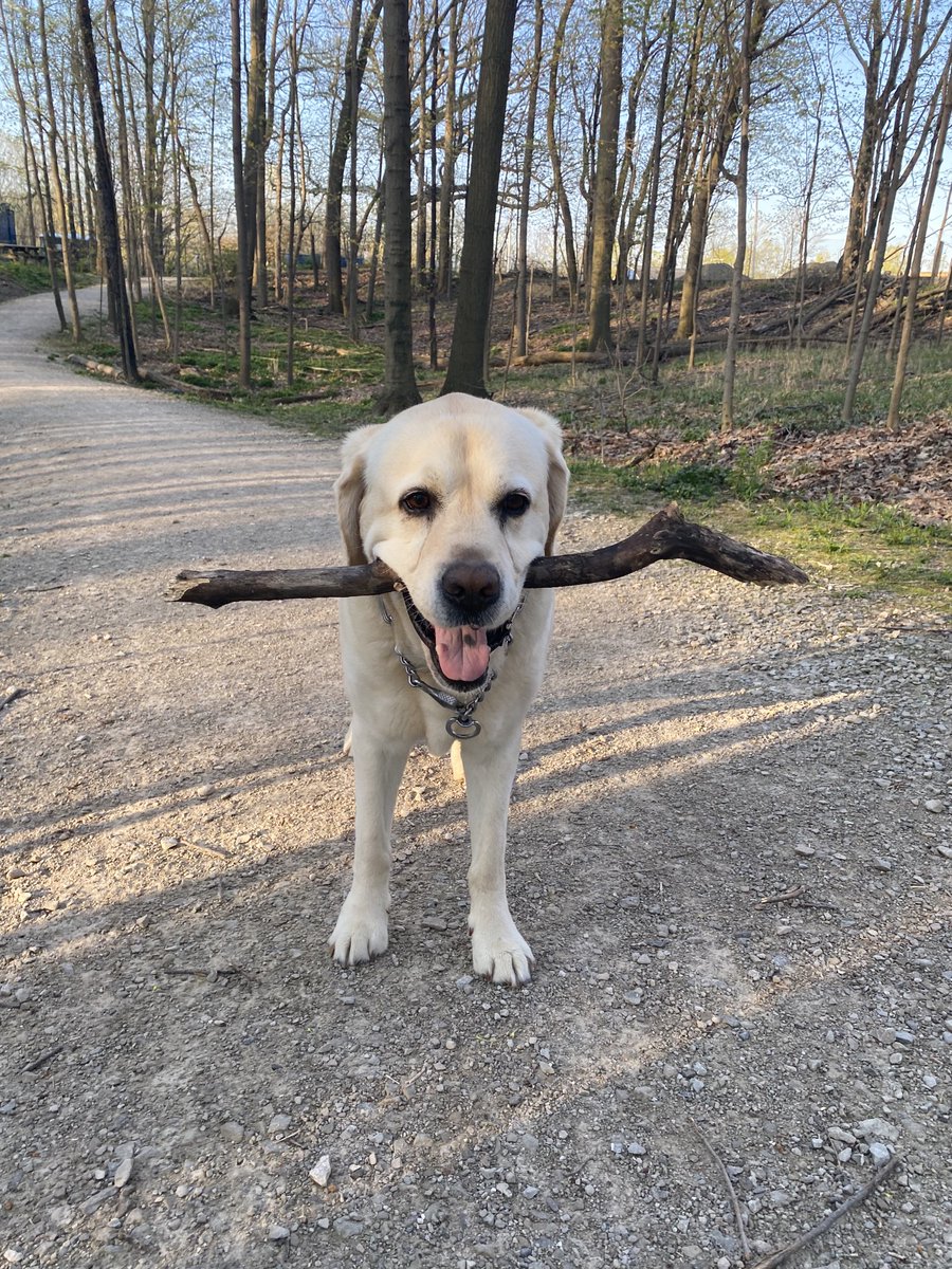 xvermonter61's tweet photo. Sunday’s stick…small but still worthy since I picked it! ☺️#DogsofTwitter #StickDog https://t.co/HKwgrQhkoy