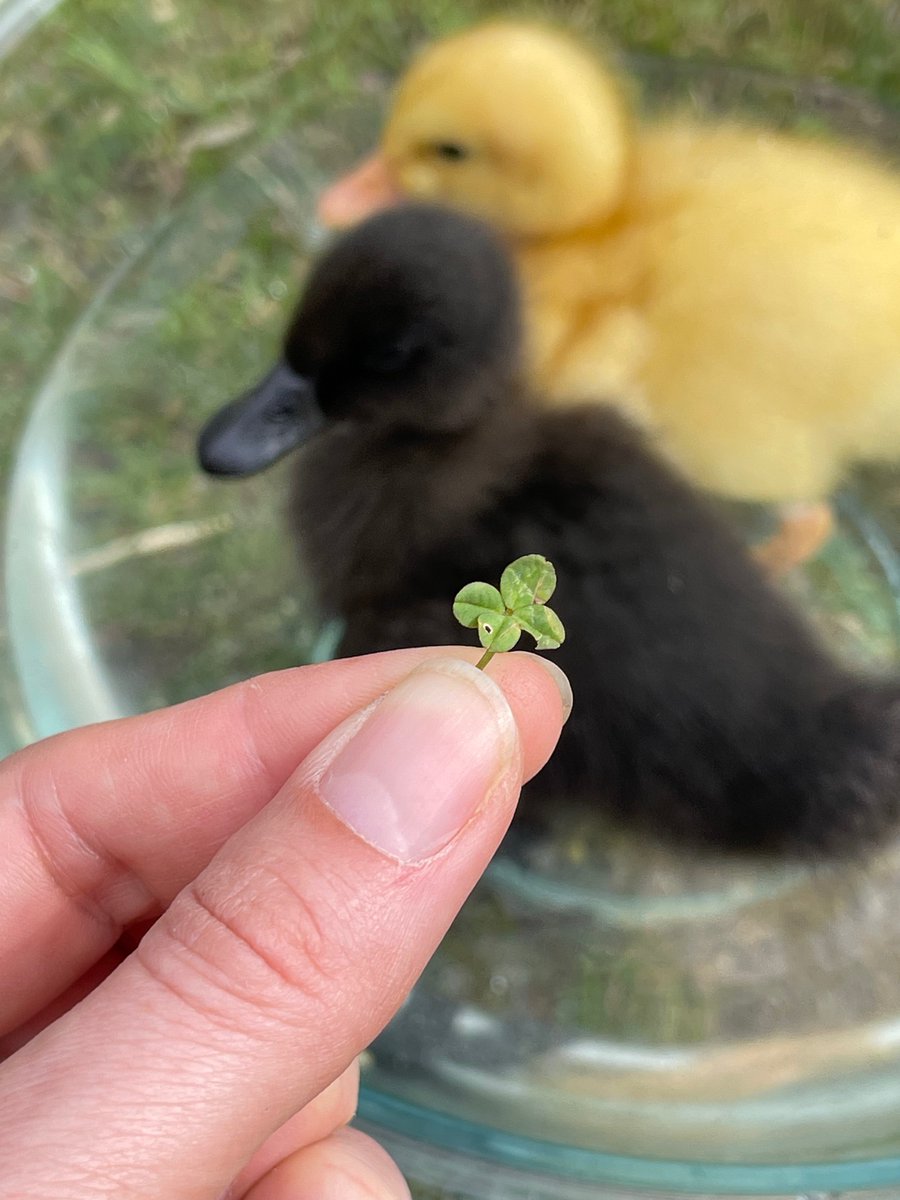 emma! ☮ 🍀 tweet media