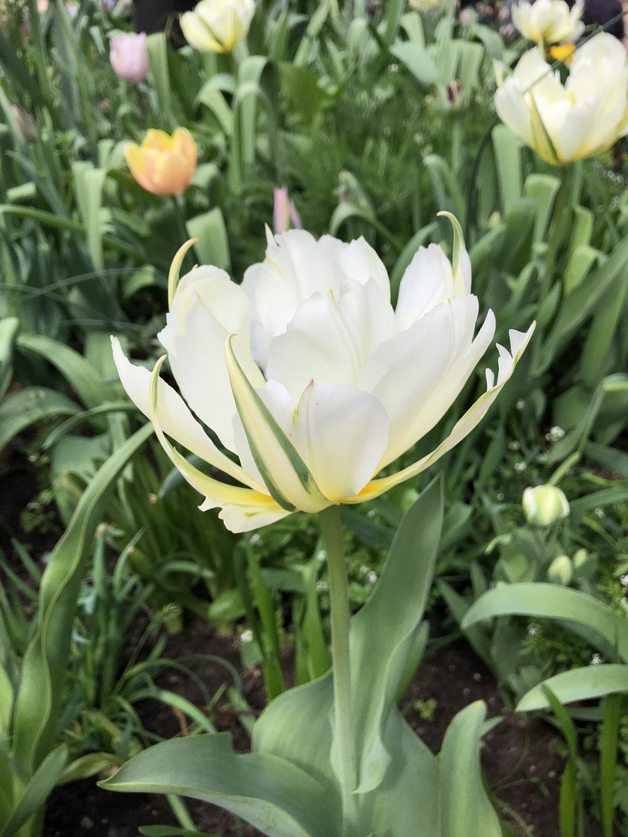 cicacocolor's tweet photo. 植物　photo album

自分を表現するとは？

幼少期、親からの

適切な働きかけによって

善悪、忍耐、努力、責任

などが身に付くと思う

得られなかった場合

自分で試行錯誤するしかない

自由な表現には

意志と責任が伴う https://t.co/DJM6qkq4PF