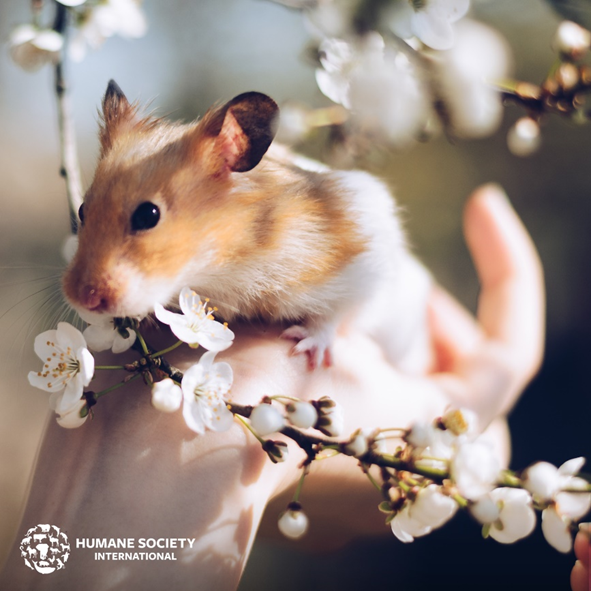 humaneworldeat's tweet photo. Friend, not lab tool. 🐹❌ https://t.co/MtnUGczqUI