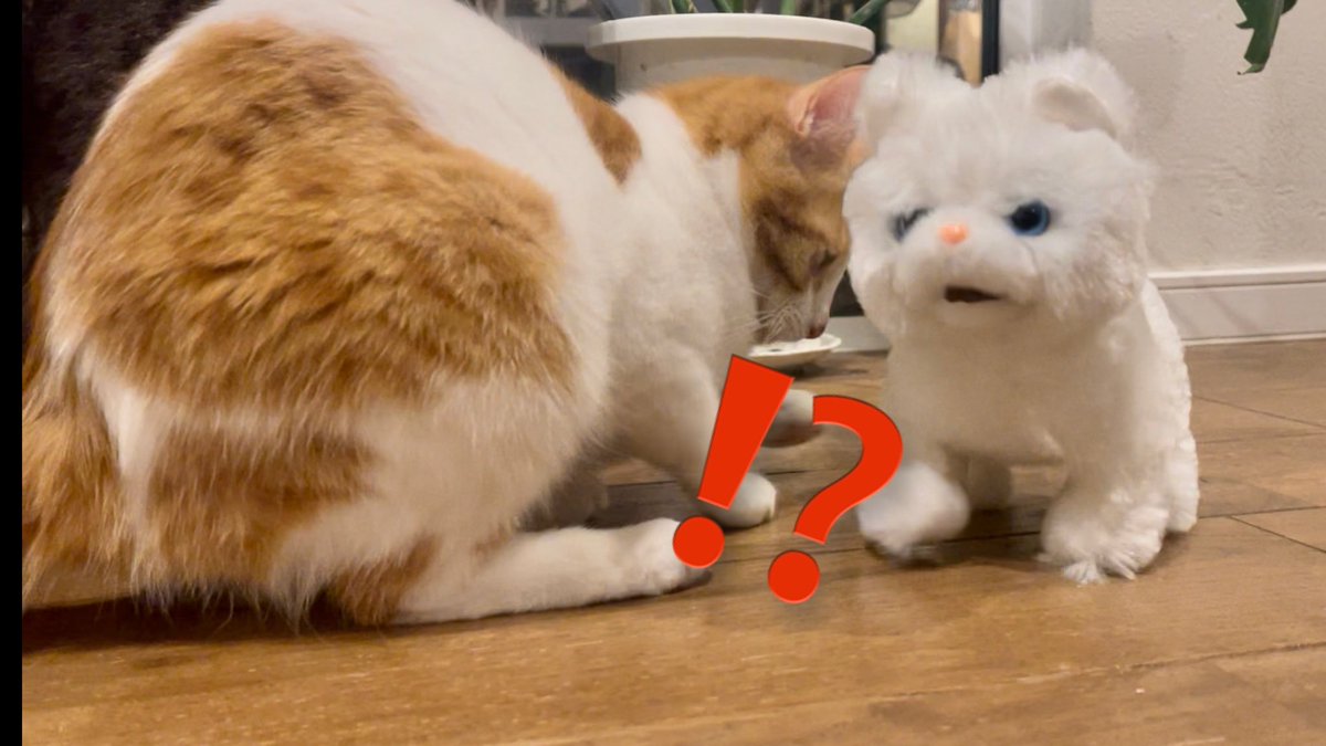 猫田さん 猫21匹の下僕 (@necotasan22) / Posts / X