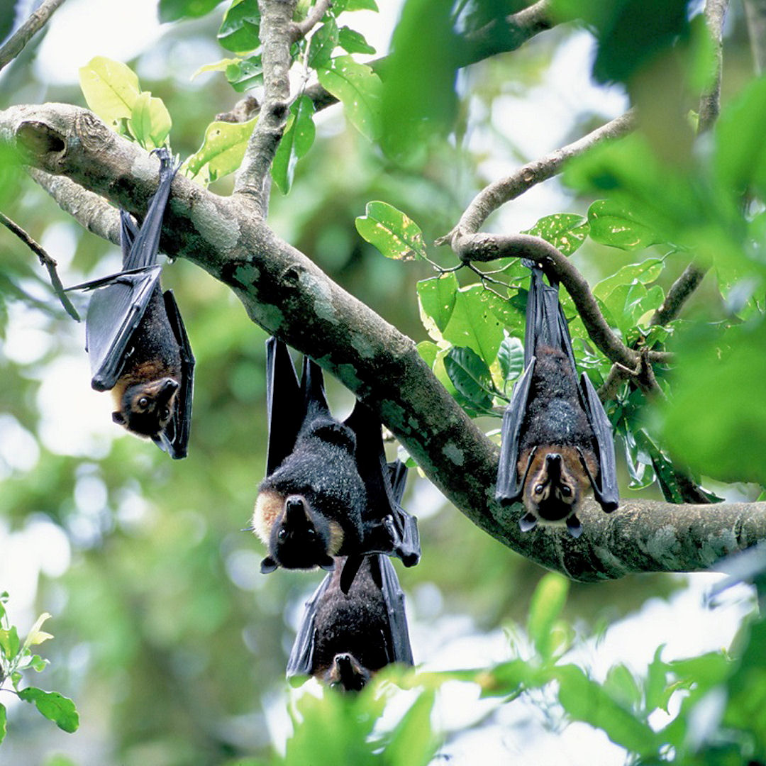 5WFoundation's tweet photo. Endemic mainly to NE Queensland, #Australia, the #SpectacledFlyingFox are a keystone species which are specialist fruit eaters and vital seed dispersers of over 26 species of rainforest canopy trees.
@tolgabathospital (IG) @5WFoundation
#endangered #biodiversity #conservation https://t.co/8XFT32r0Un