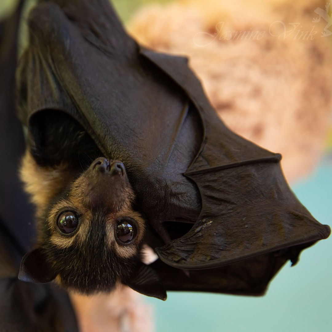 5WFoundation's tweet photo. Endemic mainly to NE Queensland, #Australia, the #SpectacledFlyingFox are a keystone species which are specialist fruit eaters and vital seed dispersers of over 26 species of rainforest canopy trees.
@tolgabathospital (IG) @5WFoundation
#endangered #biodiversity #conservation https://t.co/8XFT32r0Un