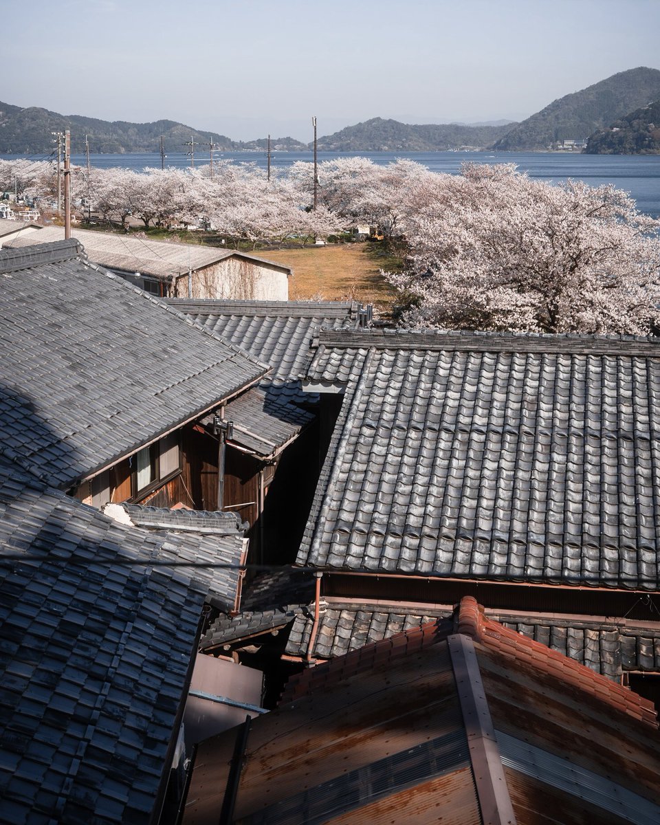 nao__ik's tweet photo. 2023年の桜穴場スポットは⋯とある小さな島でした🌸☺️🫶 https://t.co/YrsNEWgAsq