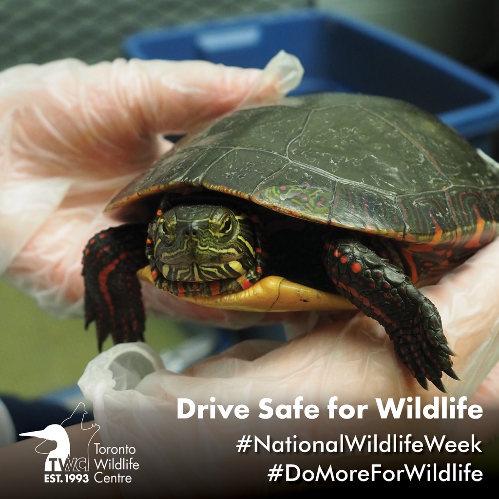 It’s the last day of #NationalWildlifeWeek, and you can #DoMoreForWildlife by driving safe and watching out for #turtles crossing the road to their nesting sites. For information on how to help them along their way, visit: ontarioturtle.ca/get-involved/r…