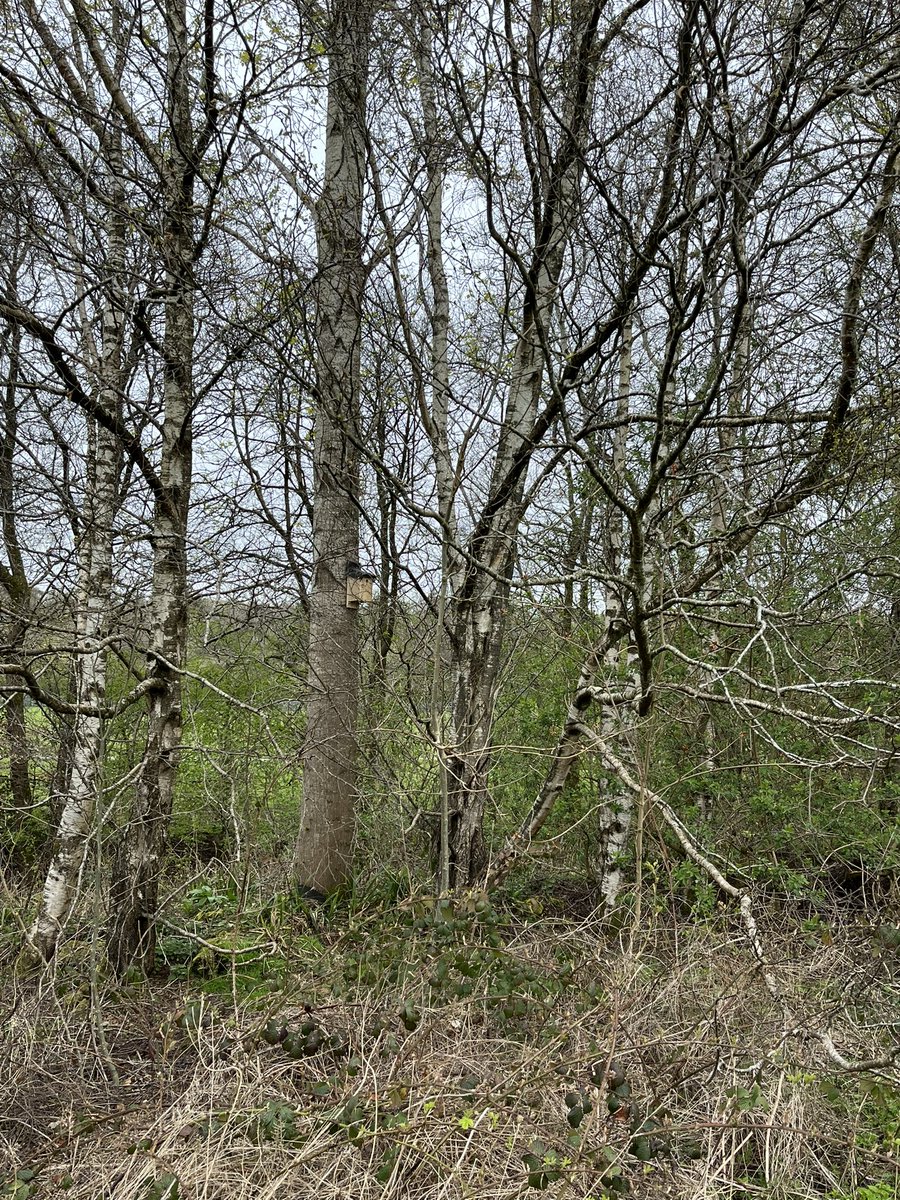 HuntlyFriends's tweet photo. 🐦 Look out for our new nesting boxes at #HuntlyPark 

🌳 Thanks to @particksparrow1 for making these for us &amp; the local residents who helped install them https://t.co/Zt9mbYRHGk