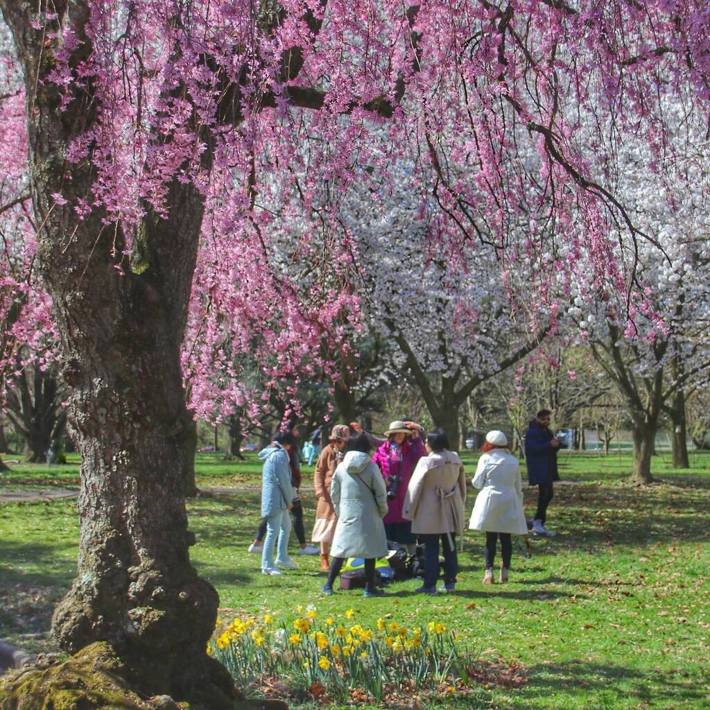 Meet me under the cherry blossoms… 🌸🌸🌸 #sakura #sakurasunday #cherryblossom #cherryblossoms #nature #spring #garden #horticulturecenter #findinphilly #philadelphia #philly #phillygram #phillymasters #phillyprimeshots #phl_shooters #phlshooters #phill… instagr.am/p/CrGPryhOG-h/