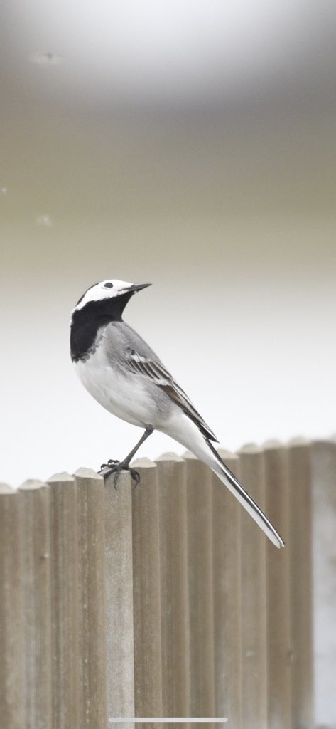 Staines res: 2 Little Gulls, 2 Common Terns, 4 Black Necked Grebes, Yellow Wag and White Wag (correction on the latter welcome!!) #londonbirds <a href="/CVBirding/">Colne Valley Birding</a>