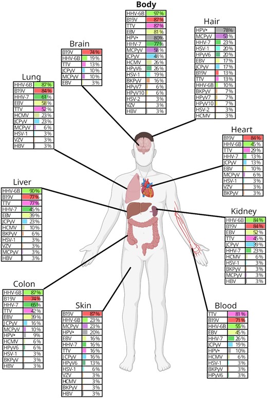New study maps prevalence of persistent viral DNA in organ tissue

"Researchers believe these persistent viruses can influence the development of chronic diseases such as cancer or autoimmune diseases"

This graphic is wild
academic.oup.com/nar/advance-ar…