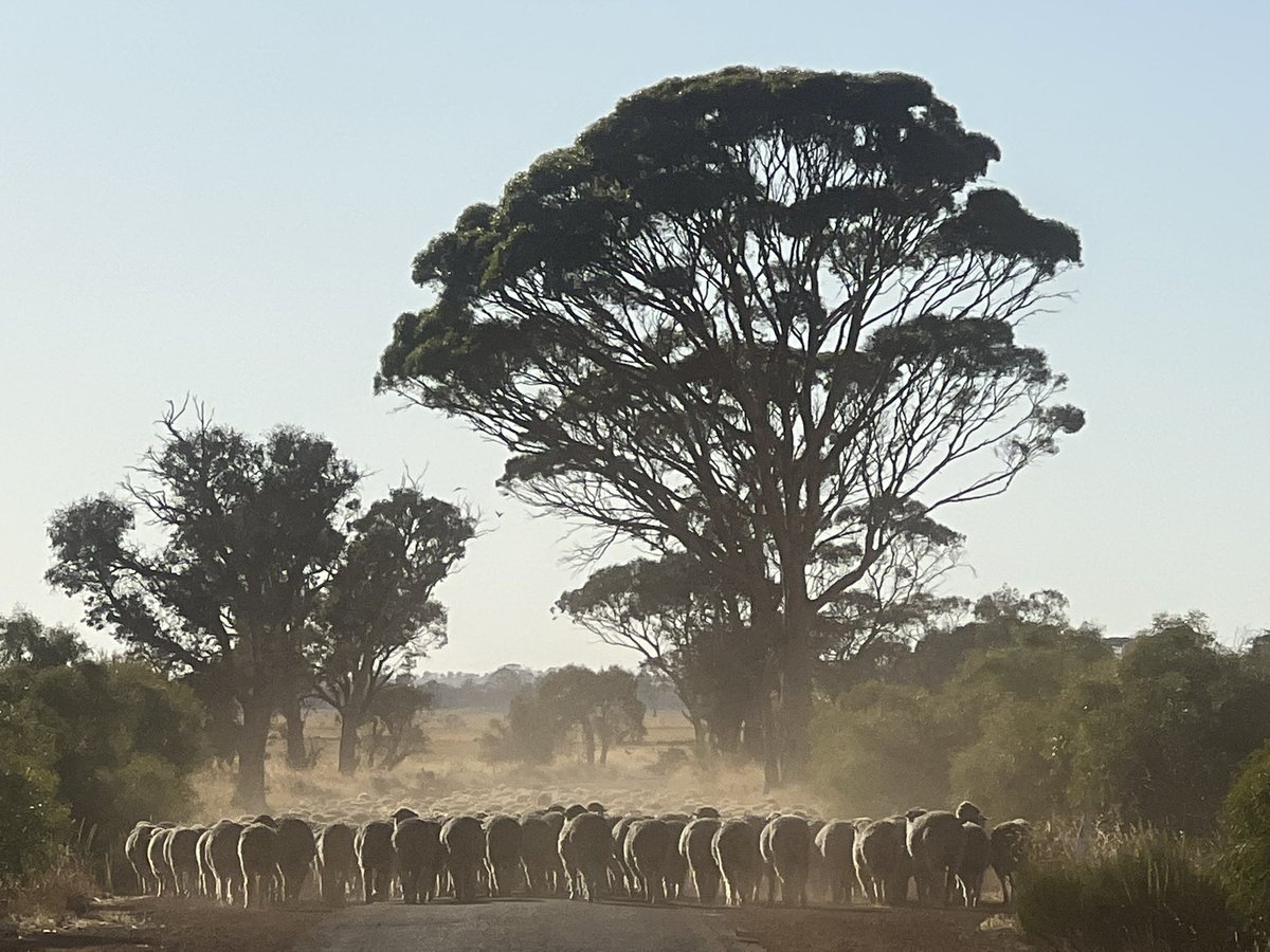 Live Sheep Export Panel public meeting dates as advised, check for meeting location, most at Town Hall 

Mon 17th
Moora 9-11am
York.    4-6pm

Tue 18th
Narrogin 10:15-12:15pm
Wagin.      4:30-6:30pm

Wed 19th
Katanning 11-1pm
Cranbrook 4:30-6:30pm

Thur 20th
Albany 10-12pm