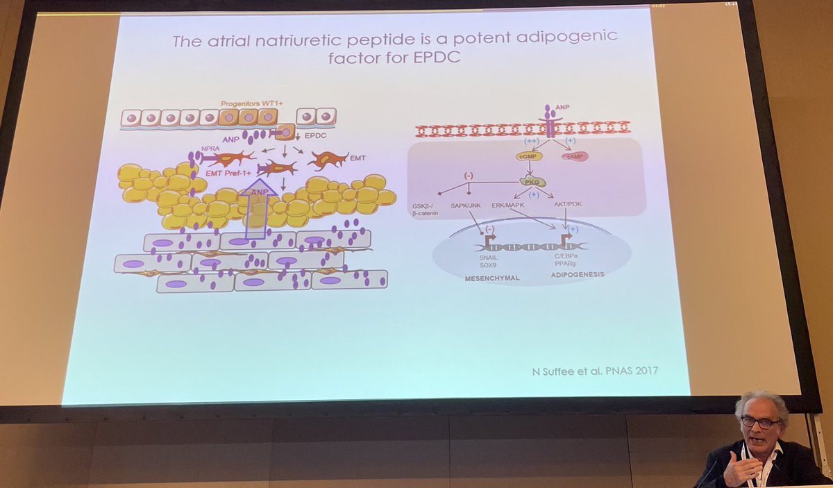 CarolRemme's tweet photo. Excellent overview by @HatemStephane on the various pro-arrhythmic consequences of epicardial adipose tissue in #AtrialFibrillation 

#EHRA2023 #basicEP #translationalEP @HenrikeHillmann @Raquel_Adelino @micaela_ebert https://t.co/4G9wEMI4U0