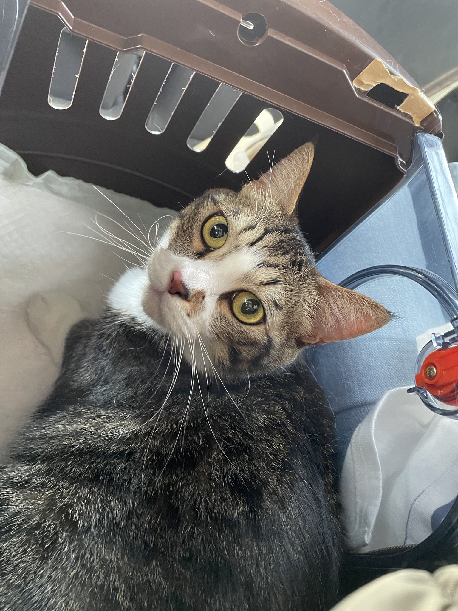 ゆずぽん (@YUZUPON1031) / X