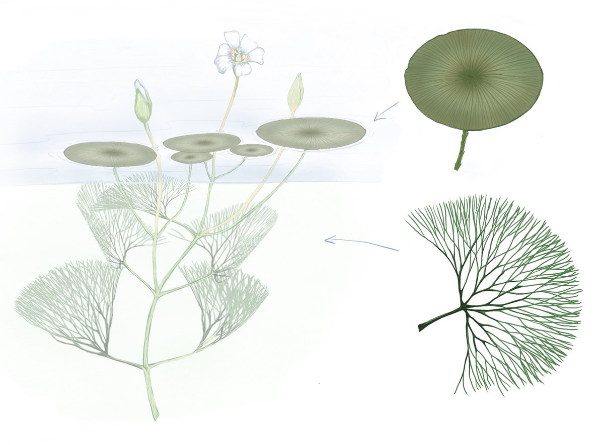 I newly have a book contract with OUP (on molecular basis of plant development/plasticity)! Today I made my 1st figure, for the leaf chapter. I drew this on my iPad, using a software called ProCreate - so fun! And this also serves as a pre-pre-advertisement for the book ;-)