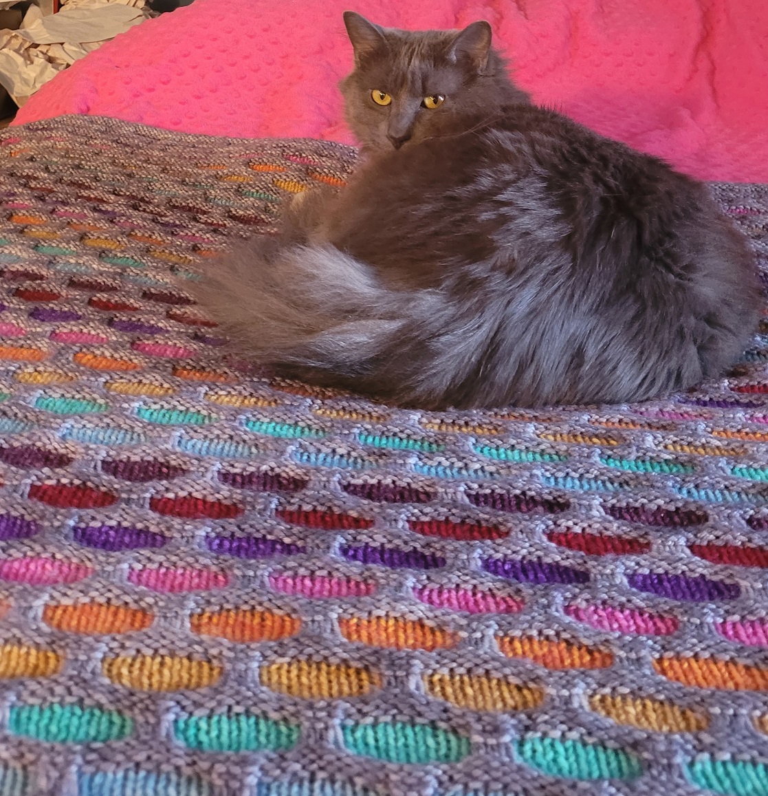 maygra's tweet image. 