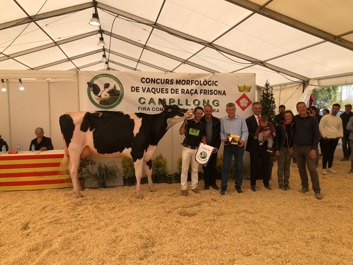 🏆La gran campiona del 23è Concurs Català (#fefric23) de vaques i del 39è Concurs Morfològic de vaques de raça frisona de #Campllong ha estat:

🐮Campgran Rocksteady Lambda de St Martí Sescorts

🙌Ramaderia que també ha estat guardonada com a millor criador absolut de #Catalunya.