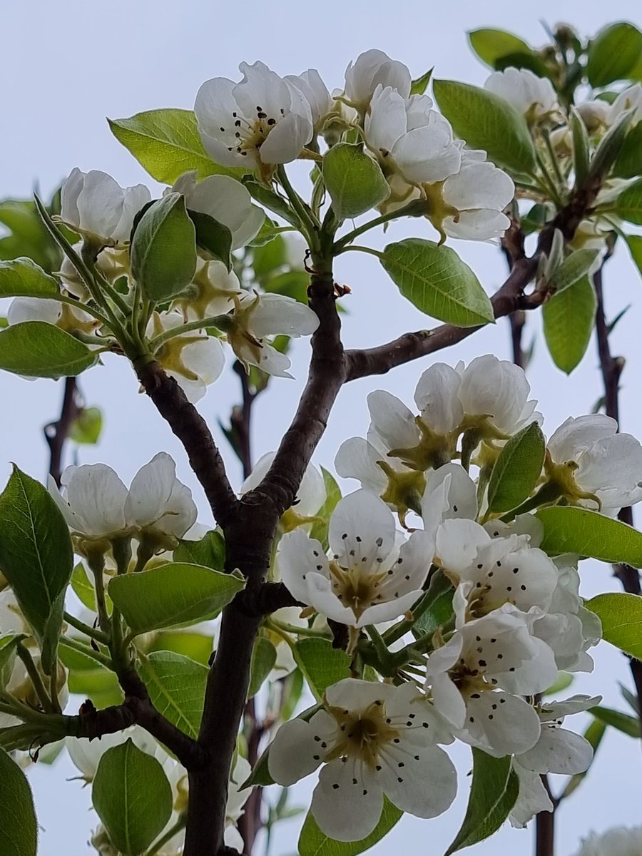 PeddyKoopmans's tweet image. Some like apples🍎 
some like pears 🍐
Some believe in ghosts 👻
But i believe i have no fears 💪

#ICPeople #ICP #boredatwork #growyourown