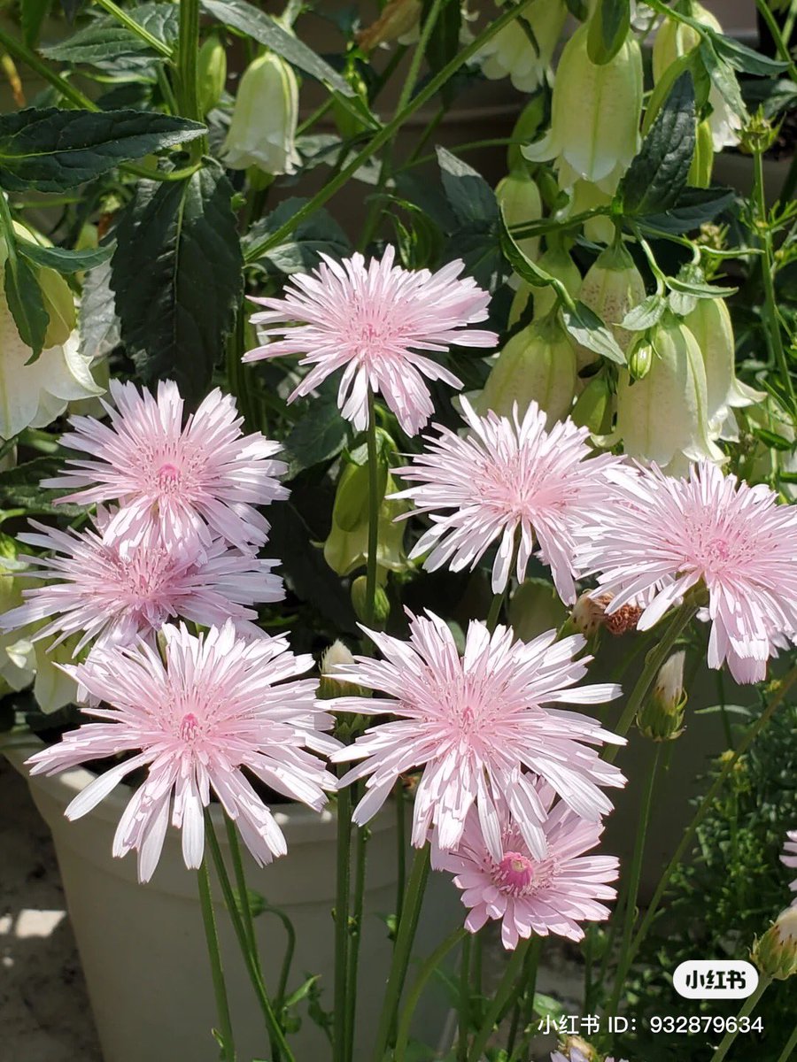 piinkibun's tweet photo. pretty pink flowers https://t.co/dGFlFq5TPn