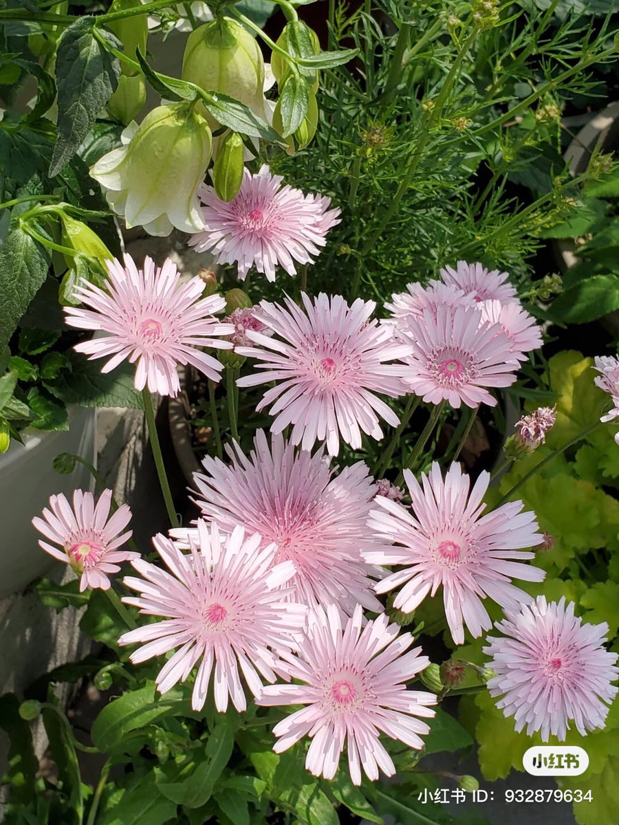 piinkibun's tweet photo. pretty pink flowers https://t.co/dGFlFq5TPn