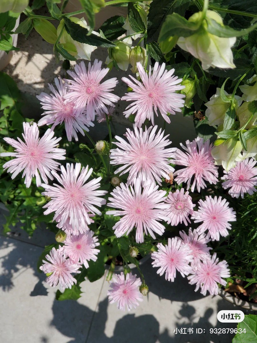 piinkibun's tweet photo. pretty pink flowers https://t.co/dGFlFq5TPn