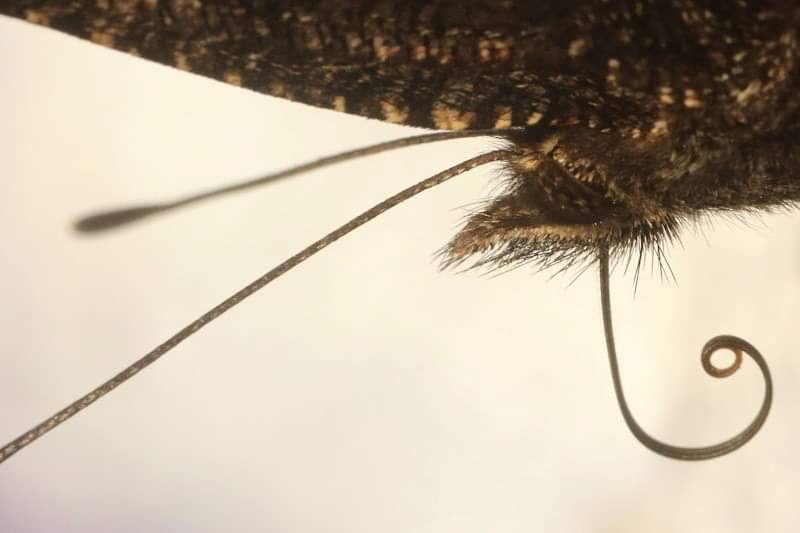 ItsFinnFan's tweet photo. New photo of the week: Camberwell Beauty. https://t.co/CkWXk4qGdY