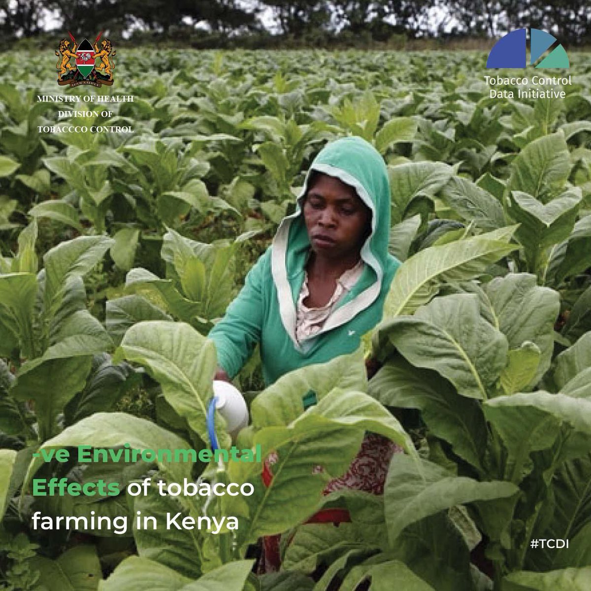 The negative environmental effects of tobacco farming in Kenya include:
a.Pollution of water bodies e.g. rivers
b.Soil Erosion
c.Soil Degradation
d.Deforestation
e.Air pollution during curing (drying) season
f. Fire incidents during curing season.
#TobaccoFreeFarmsKE #TCDI