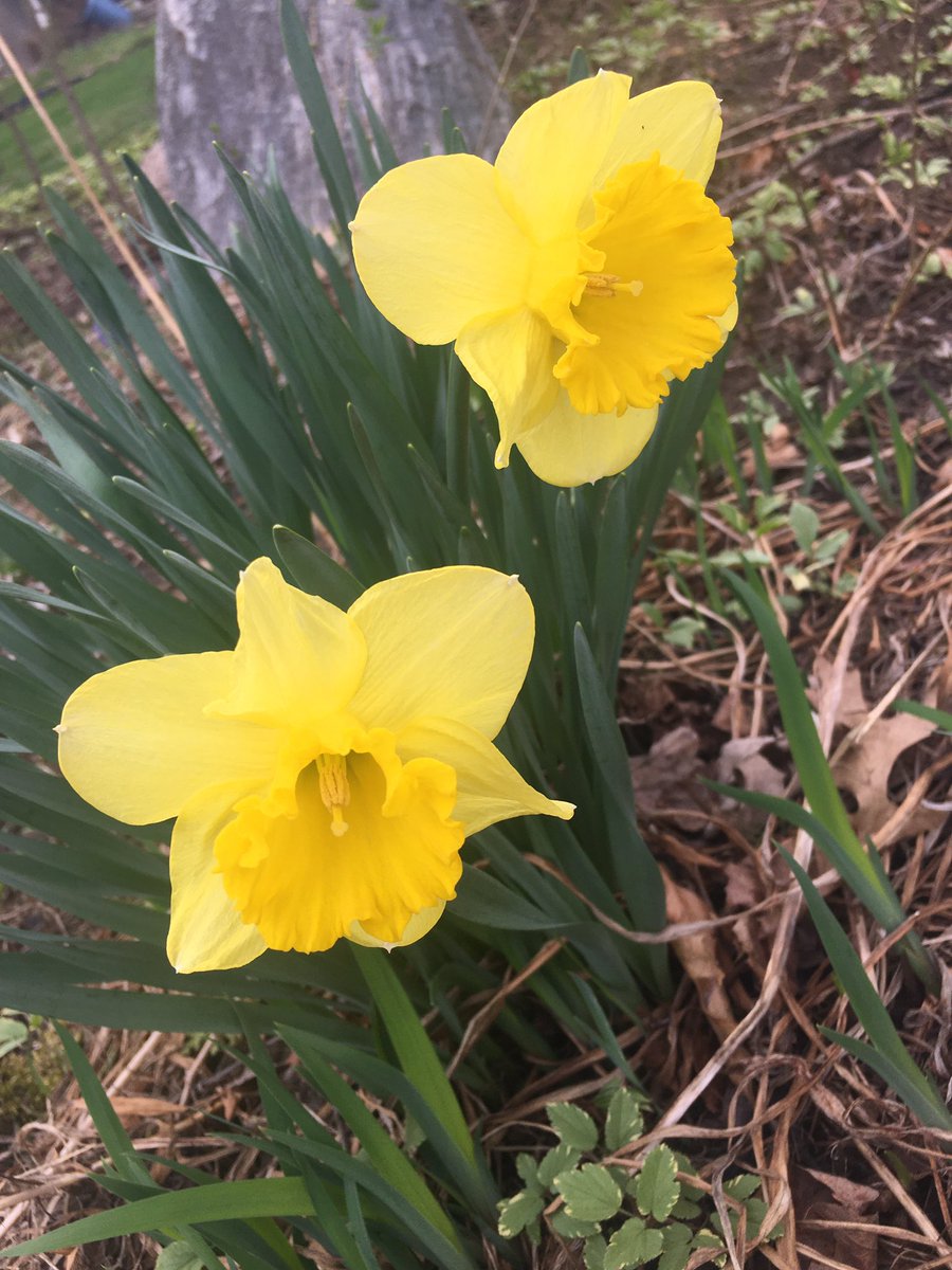First signs of Spring 🌼