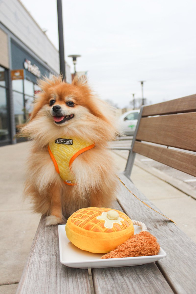 Who else is showing up early for That Sunday brunch!?😋🤤 Reversible takeout harness: glnk.io/j4pv/iamwinsto… Discount code WINSTON10 #Sunday #sundaybrunch #cutedog #harness #dogharness #dogsoftwitter #brunch #brunchtime #pomeranian