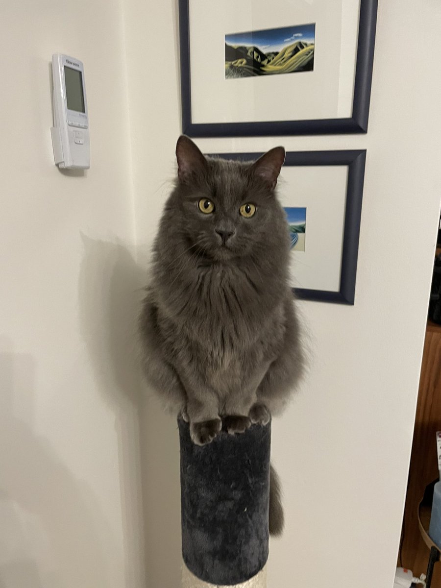 When you don’t worship the cat enough, so he puts himself on a pedestal…