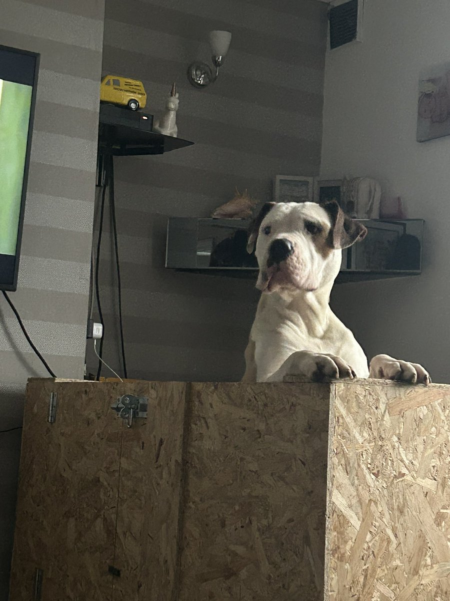 Reaper and her pups 3 days old dm if interested