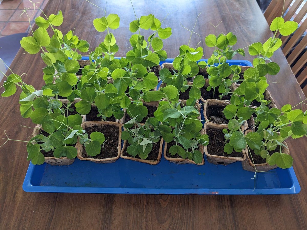 IOEEarwig's tweet photo. Our pea plants have shot up during the holiday and are waiting in Earwig class for us to plant outside. We look forward to seeing everyone back in school tomorrow. @isleofelyschool https://t.co/wvEQk5DpiU