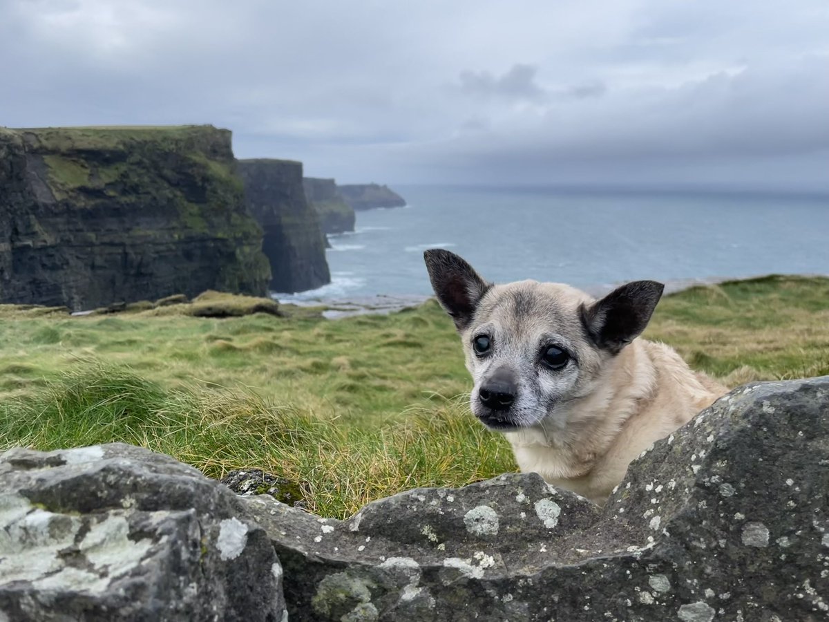 ebrookefox's tweet photo. @edzitron I’ve got one of those. His name is Charlie, half chihuahua, half pug. He’s so chill I’ve smuggled him on planes to 6 different states and into four different countries. He’s been in 3 weddings. He’s 15. https://t.co/YM0UVs4l33