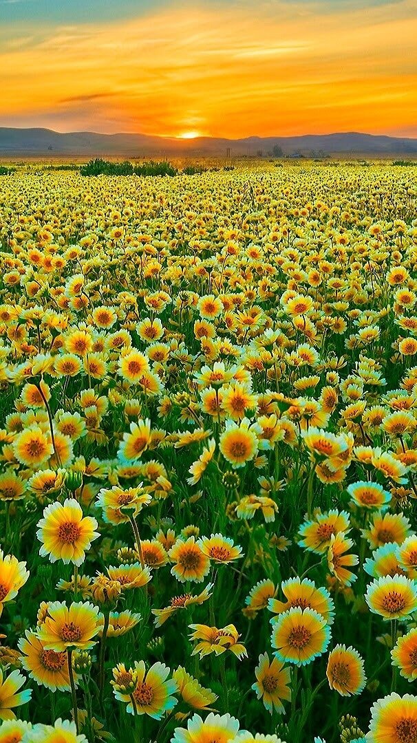 🏵
Good morning, Happy New Week. 

#nature #photography