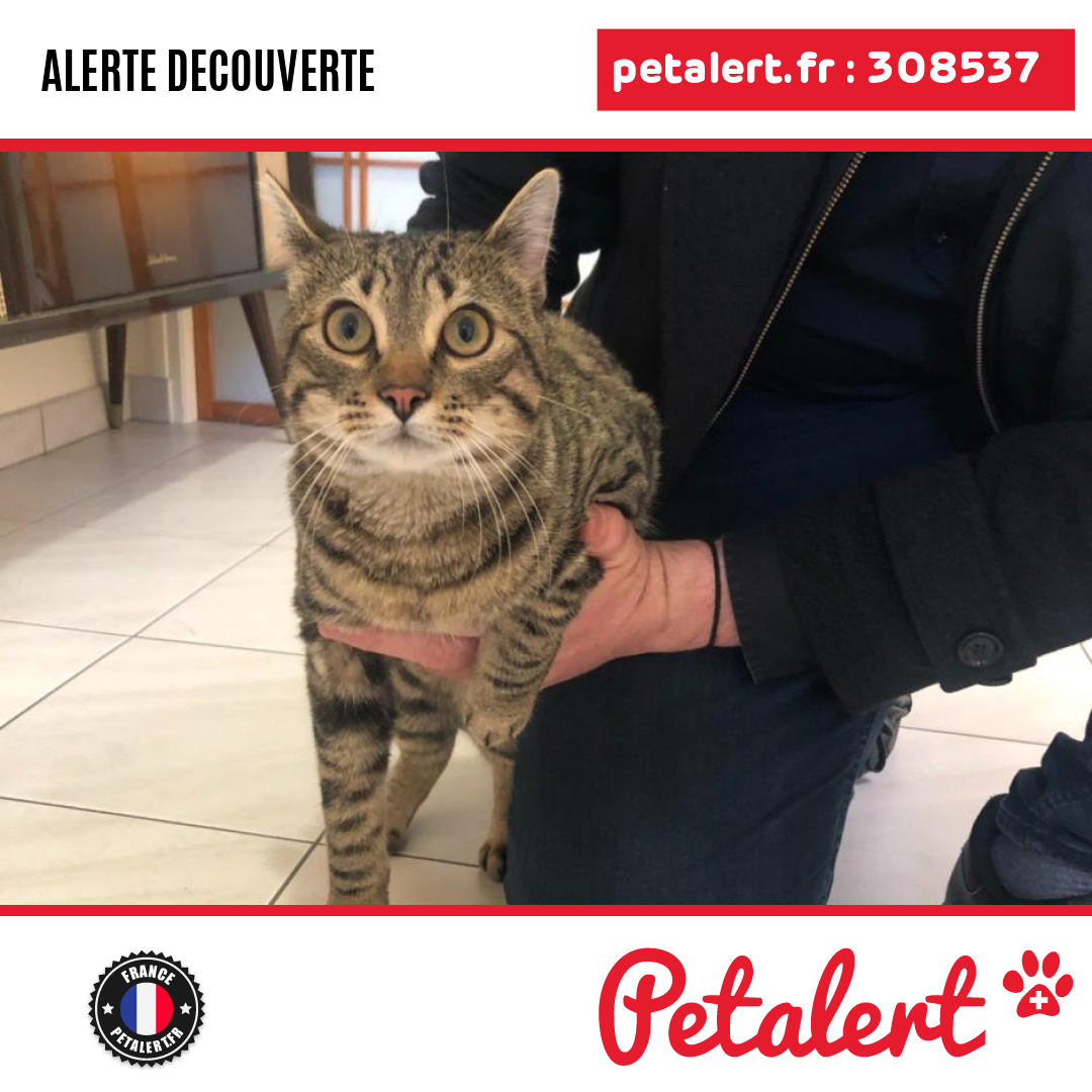 petalert_france's tweet photo. Trouvé #Chat #ValDeMarne #SaintMaurDesFosses #Petalert #PetAlert94 / https://t.co/UVjH8zpxIq https://t.co/sLCXDqgtq3