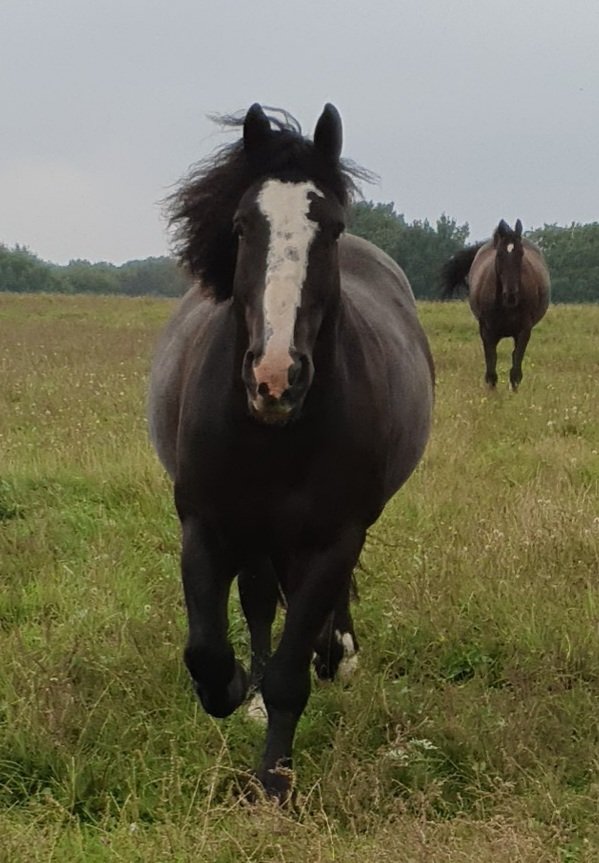 mudandgluts's tweet photo. @DeborahMeaden Mine didn't make the grade as an RDA horse &amp; was sacked for spooking. Best £1 I've ever spent. https://t.co/LwT4eouIbd