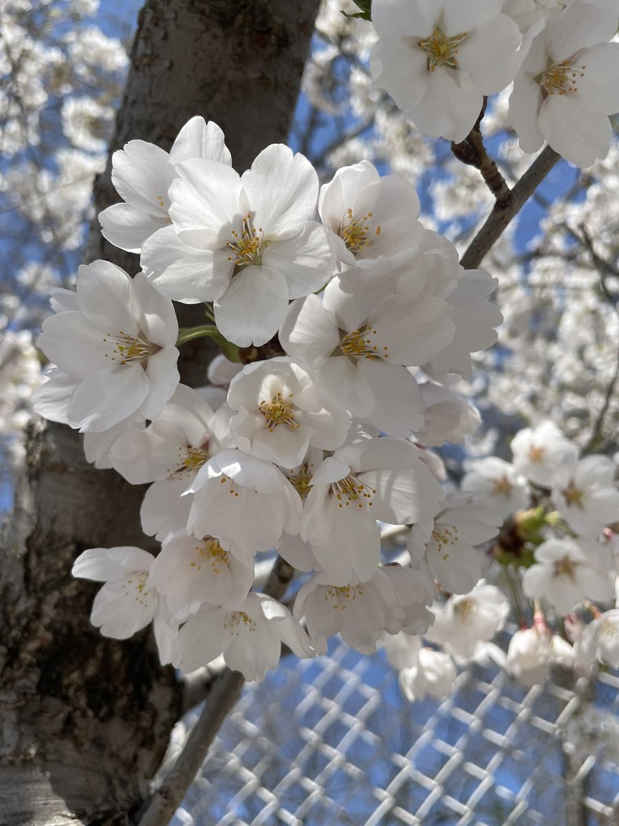 davidpleonard's tweet image. April cherry blossoms. 🍒 #dlws