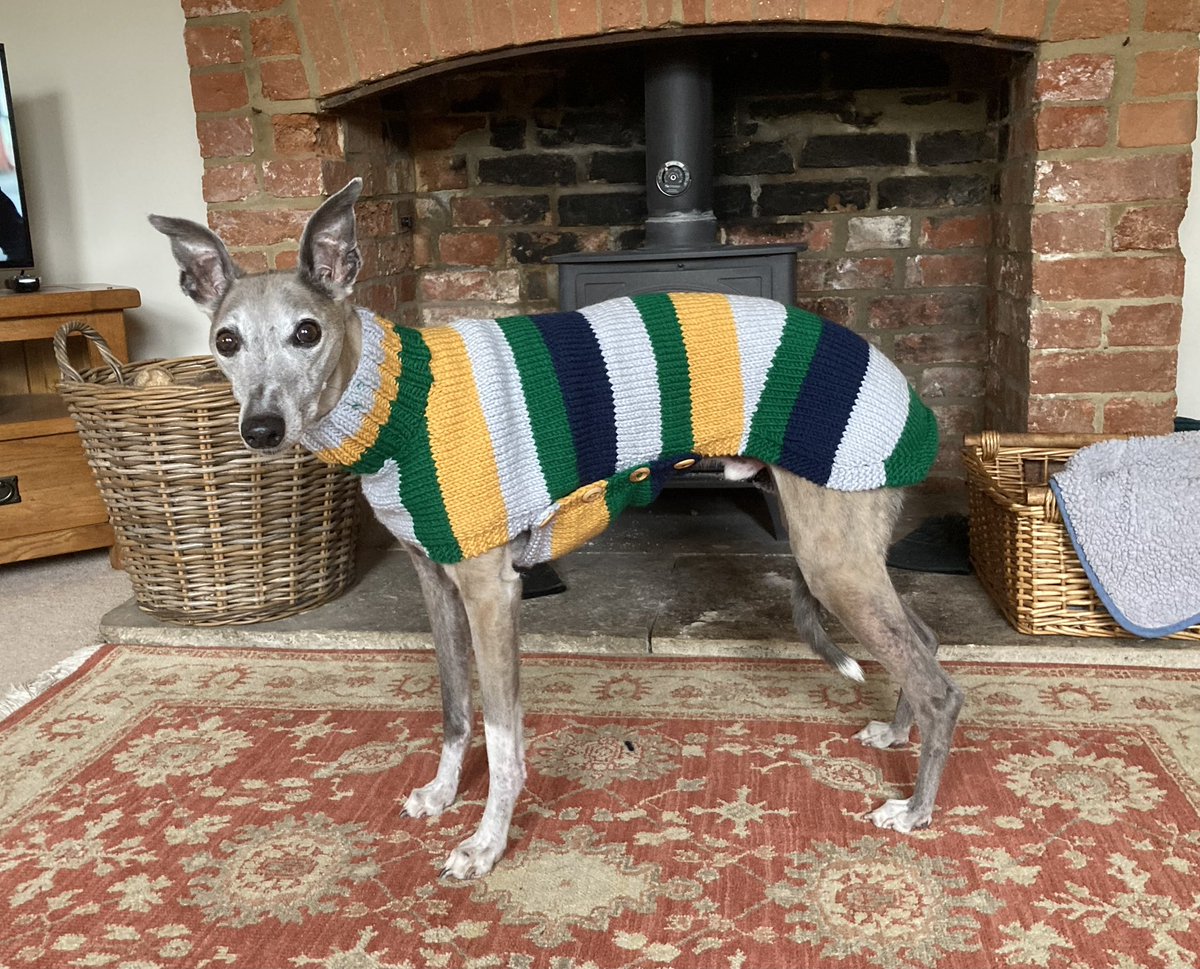 Just For Whippets tweet media