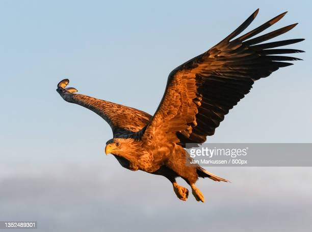 MaleLoveBR's tweet photo. #SameSexSunday

The handsome #Aetos was #Zeus's first love, growing up together on Crete. After marrying Zeus, #Hera turned him into a golden eagle (#AetosDios) out of jealousy, but he was always by his side (he even brought him #Ganymede).

#MaleLove #AmorMasculino #MenLovingMen https://t.co/WhBkyxiEG7