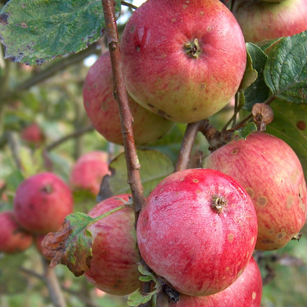 Maiden.Mill tweet media