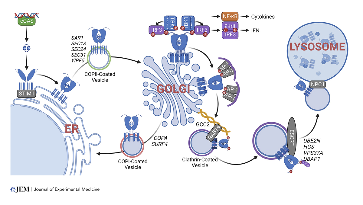 JExpMed's tweet photo. In this review, Jeltema et al. @nanyanlab discuss STING trafficking mechanisms and implications on immune and neurodegenerative disease. https://t.co/8i24RMOmTP

From our collection Innate Immune Cells &amp; Signaling: https://t.co/Gdwq2FQeUe 
#KSInnateImmune23 https://t.co/aPumxkM9FG