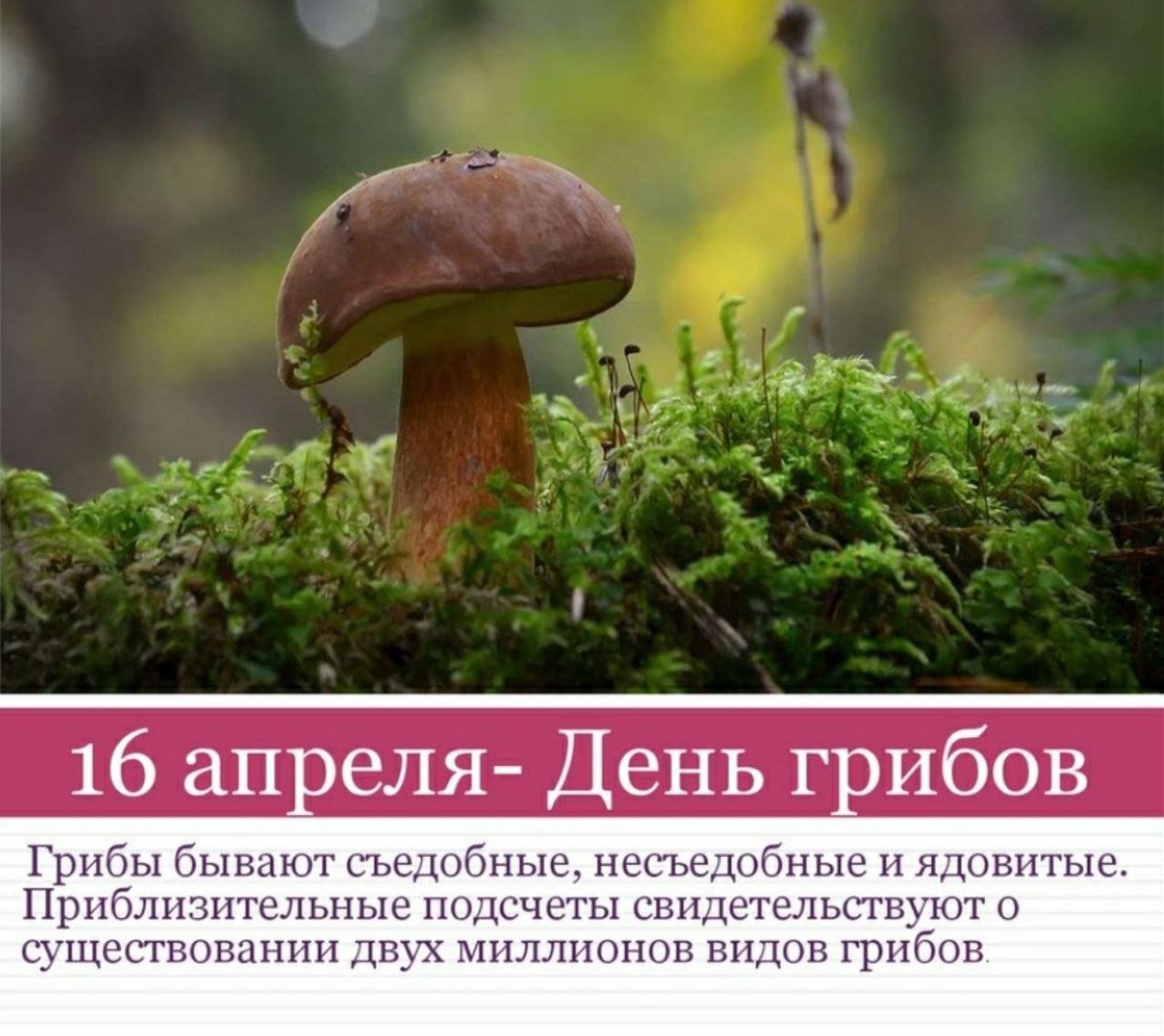 Открытка с днем грибника
