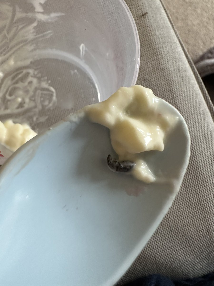 chloeagibson's tweet photo. @Morrisons this is not what I expect from your food. A dead bug in my raspberry Panna Cotta, utterly disgusting and disgraceful #buginfood #food #bugs https://t.co/6LLnAJv9NN