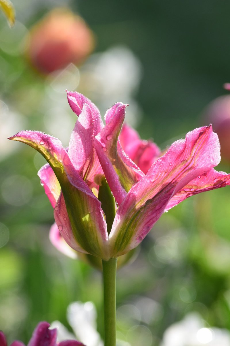 Here it comes...#tulip #tulipseason #SpringtimeSurprise #GardeningTwitter #GardenOfDreams #MySecretGarden