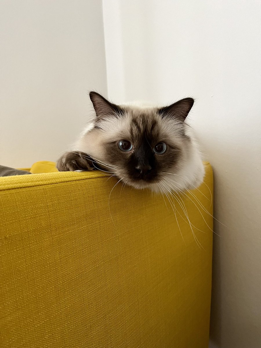 When you’re this cute you can get away with anything.