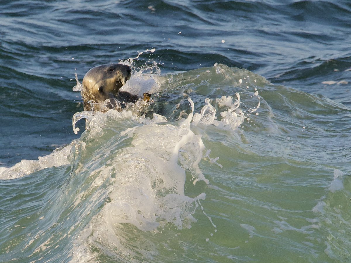 Southern sea otters foraging and feeding in high surf on Monterey Bay. [Photographed from shore, at a respectful distance, w/tele lens.] #seaotters #wildlifephotography #respectthenap #montereybay