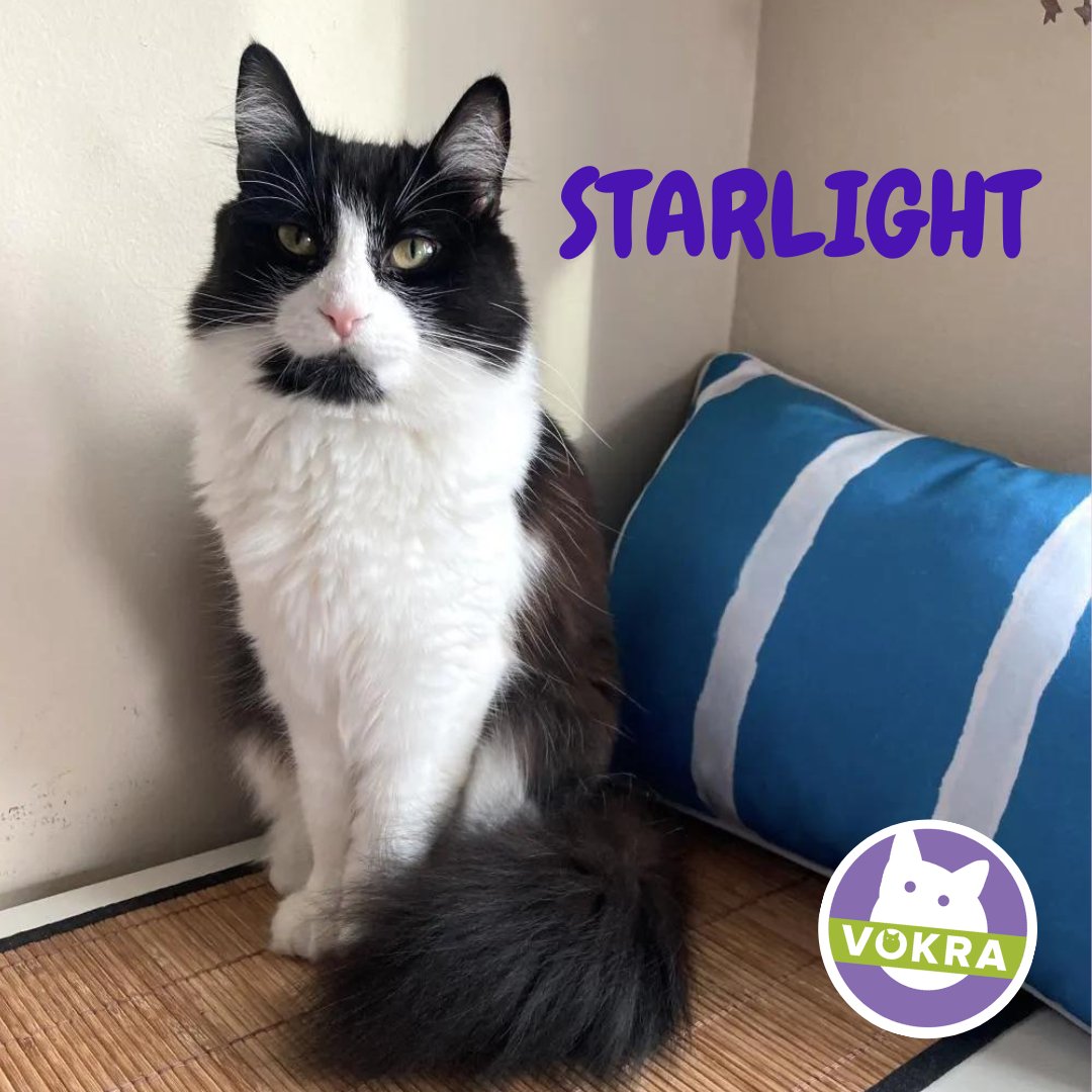 VOKRA - Vancouver Orphan Kitten Rescue Association tweet media