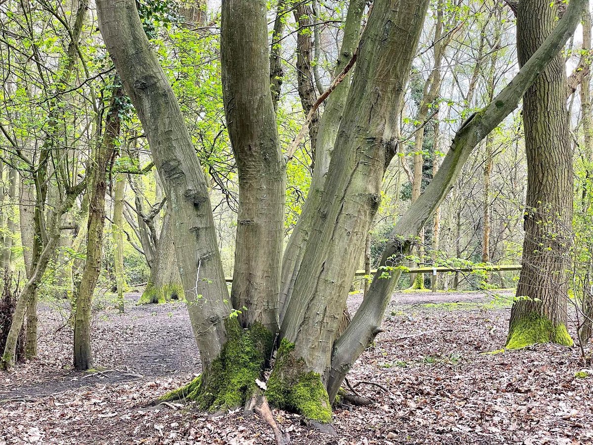 nikkilewisphoto's tweet photo. Fresh spring day for a walk in the woods.

#trees #wood #woodland #mardleyheath #woods #mardleywoods #hertslife #herts #walk #fresh #spring #TranquilScene #Green #BareTree #Nature #Footpath https://t.co/5XWI2xfuSM