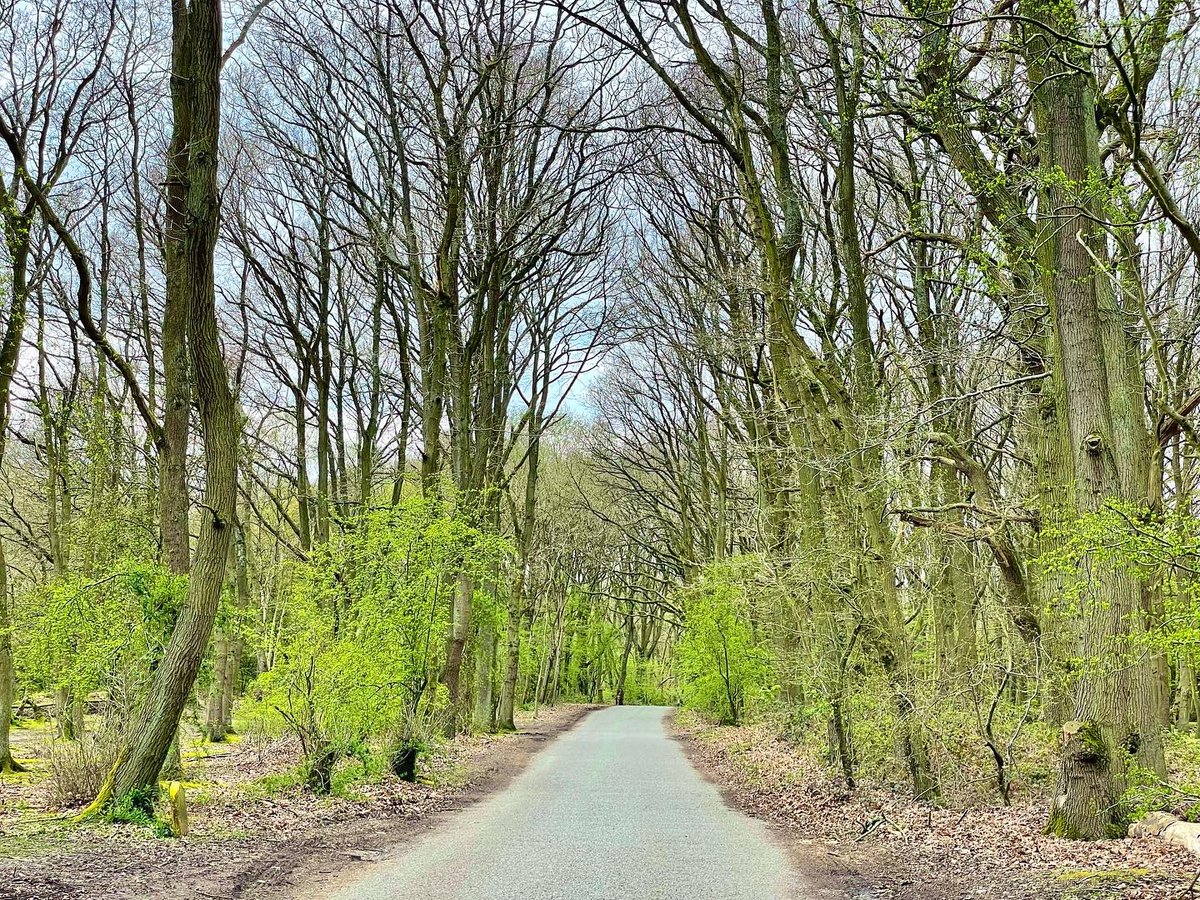 nikkilewisphoto's tweet photo. Fresh spring day for a walk in the woods.

#trees #wood #woodland #mardleyheath #woods #mardleywoods #hertslife #herts #walk #fresh #spring #TranquilScene #Green #BareTree #Nature #Footpath https://t.co/5XWI2xfuSM