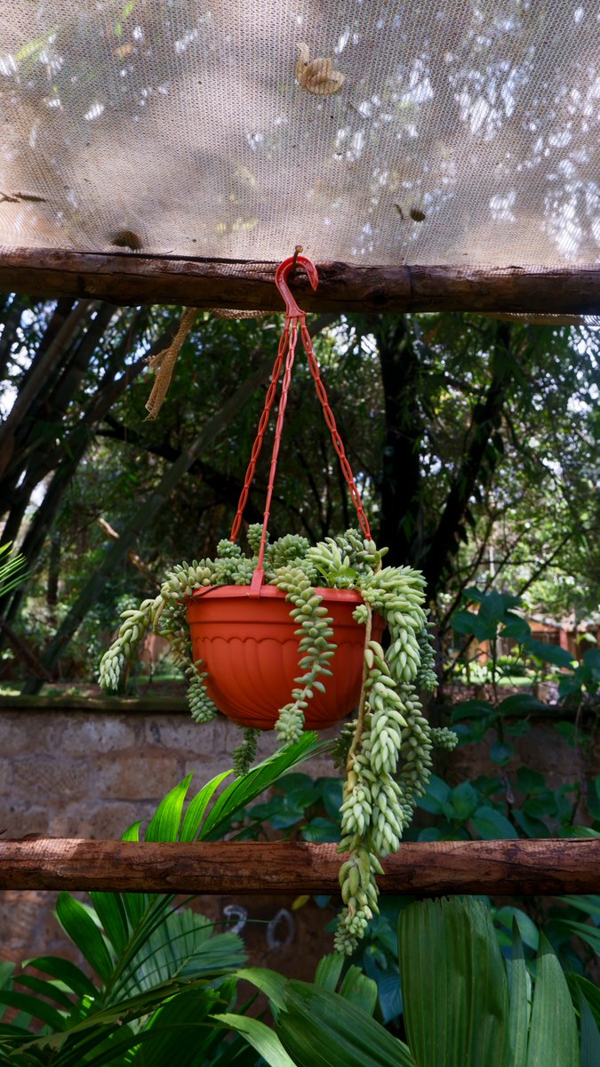 mimeaplants's tweet photo. Hang in there! Our low-maintenance hanging plants will add life to your balcony 🍃🌷 https://t.co/xK6LxsEpxF