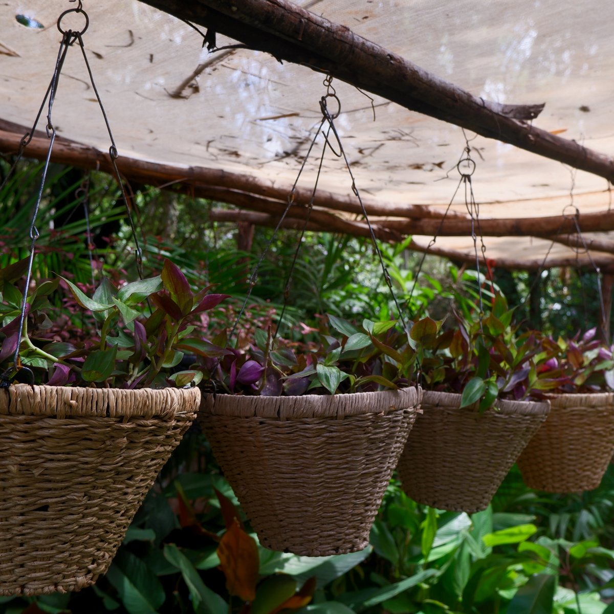 mimeaplants's tweet photo. Hang in there! Our low-maintenance hanging plants will add life to your balcony 🍃🌷 https://t.co/xK6LxsEpxF