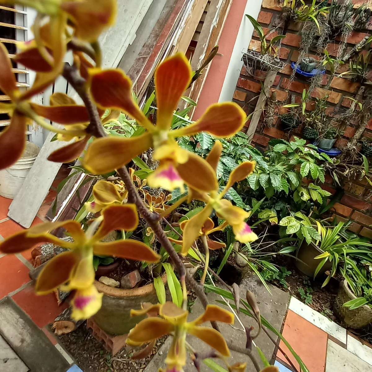 orquibor's tweet image. Encyclia elegantula. Cultivo y fotografia de Ivan Marquez. Identificación Cesar Fernández. Contenido Luis Camacho. #Reporte #tachirasancristobal #tachira #sancristobal #ReporteVial #cordero #lagrita #capacho #rubio #Colón #venezolanos #piñal #abejales #tariba #lobatera #orquibor